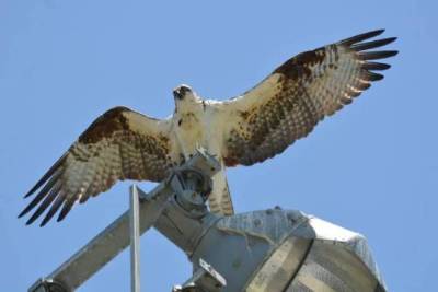 An osprey on top of light with wings spread.
