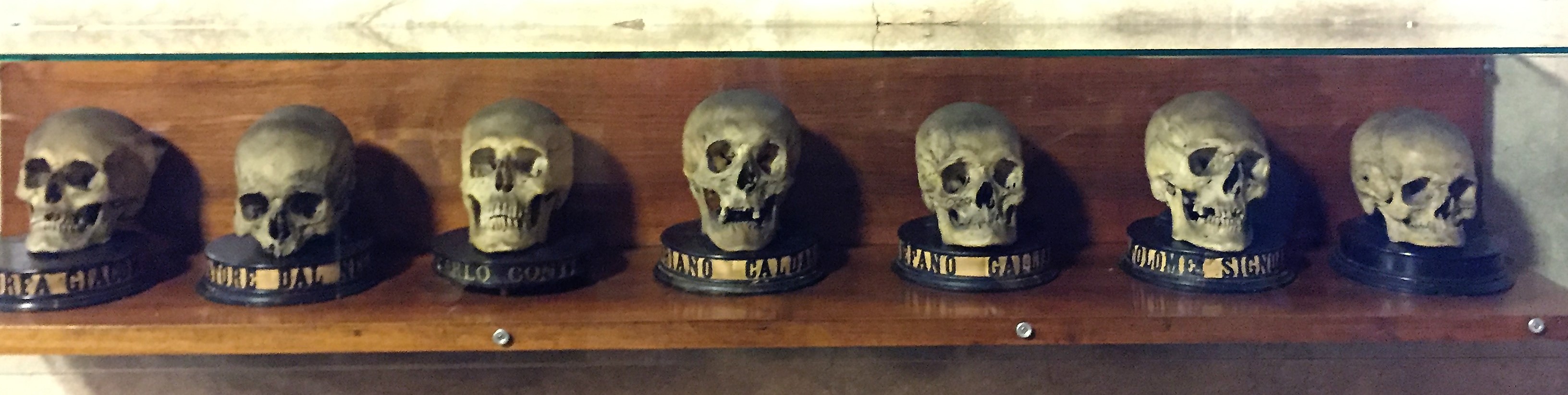 Padua skulls 2